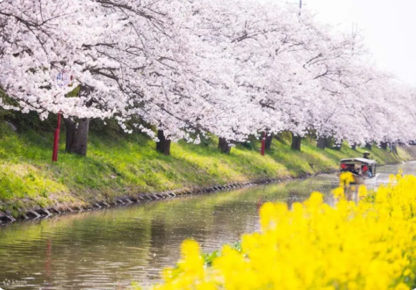 Klook-櫻花季限定丨大阪出發 八幡堀+廖根城賞櫻一日遊 （圖片來源：Klook）