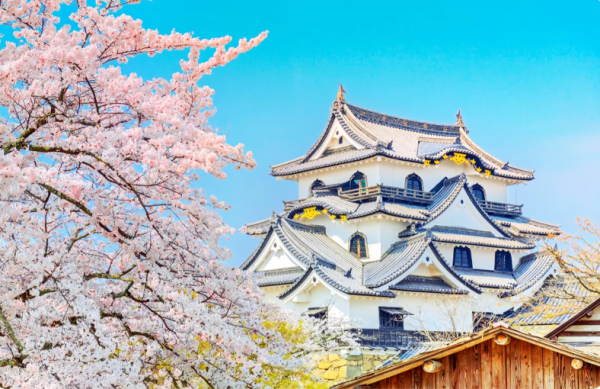 Klook-櫻花季限定丨大阪出發 八幡堀+廖根城賞櫻一日遊 （圖片來源：Klook）