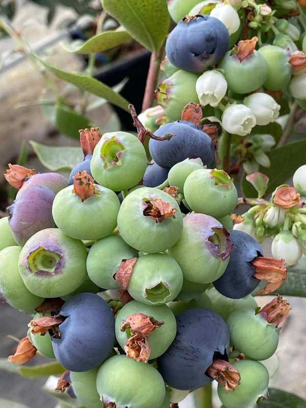 【旅遊鋒】品嚐藍莓雞的美妙體驗