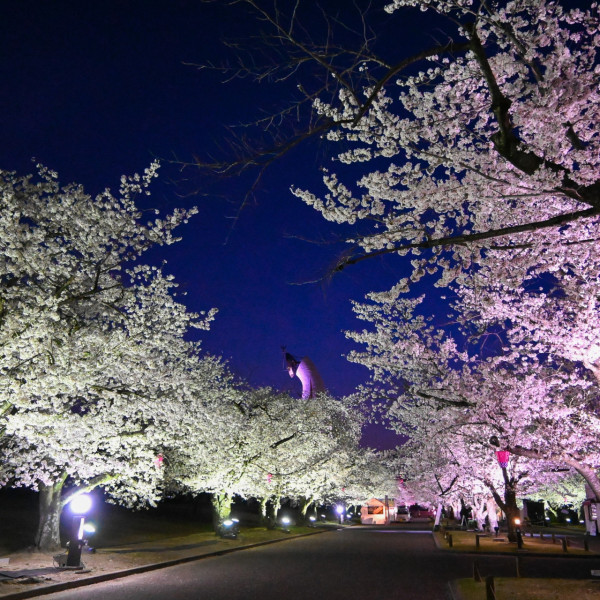 京都NAKED櫻花祭11大亮點率先看！140米櫻花光影護城河/大型古蹟燈光秀 