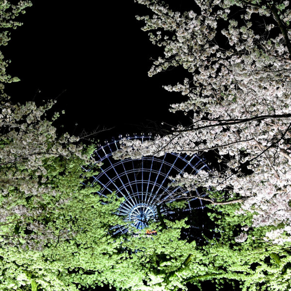 大阪萬博公園櫻花祭3月中回歸 欣賞5500棵櫻花樹+夜間花火大會 