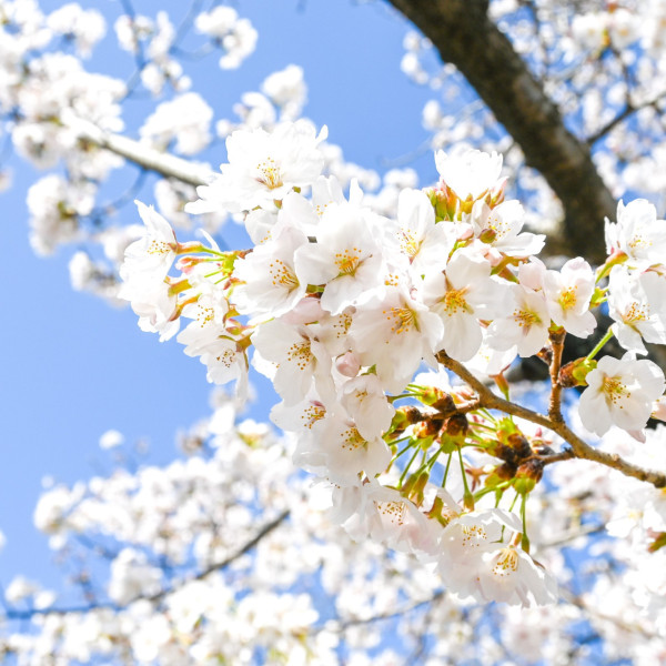 大阪萬博公園櫻花祭3月中回歸 欣賞5500棵櫻花樹+夜間花火大會 