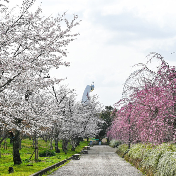 大阪萬博公園櫻花祭3月中回歸 欣賞5500棵櫻花樹+夜間花火大會 
