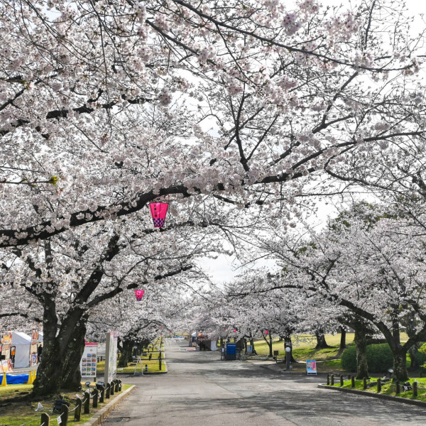 大阪萬博公園櫻花祭3月中回歸 欣賞5500棵櫻花樹+夜間花火大會 