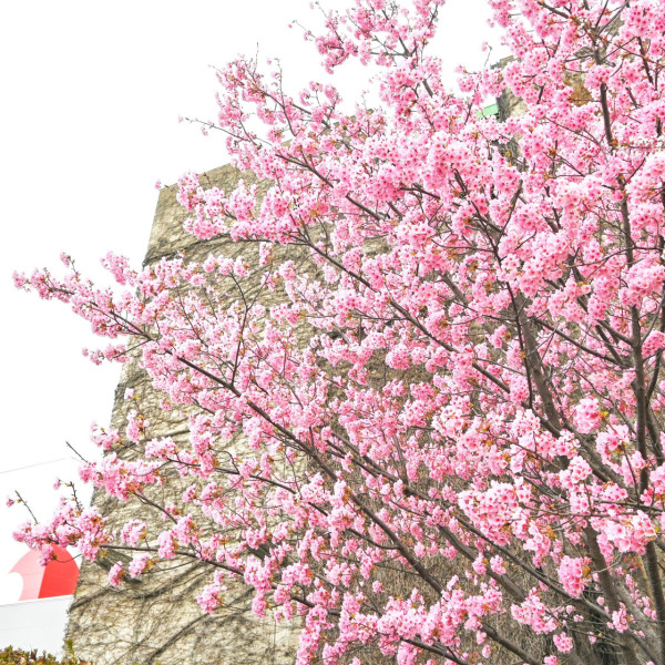 大阪萬博公園櫻花祭3月中回歸 欣賞5500棵櫻花樹+夜間花火大會 
