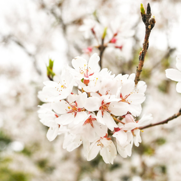 大阪萬博公園櫻花祭3月中回歸 欣賞5500棵櫻花樹+夜間花火大會 
