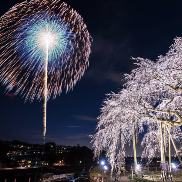 京都NAKED櫻花祭11大亮點率先看！140米櫻花光影護城河/大型古蹟燈光秀 