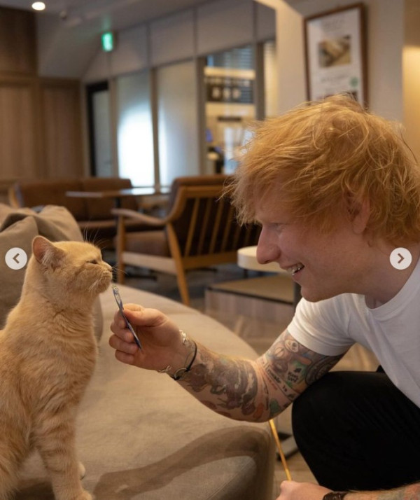 Ed Sheeran隔十年到日本貓Cafe　一雪前恥失敗！觀眾光速跑走被無視扁嘴