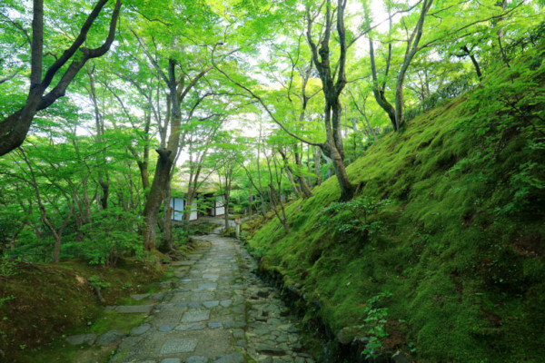【京都嵐山一日遊】嵐山景點必去推介附交通攻略！附嵐山小火車預約教學 