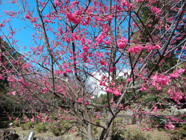陽明山櫻花（圖片來源︰Facebook@陽明山花季）