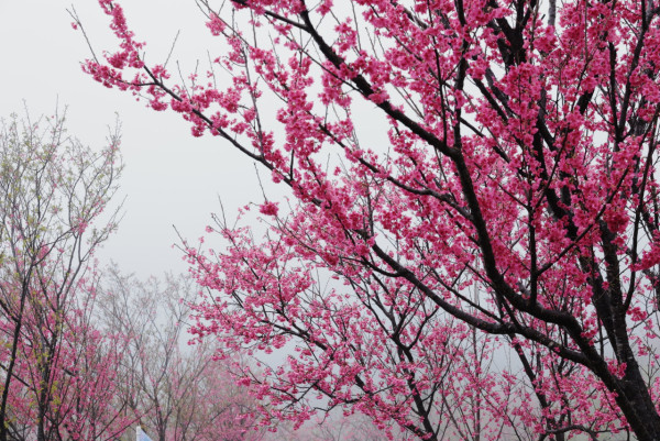 圖:FB@工務話台北 圖:FB@工務話台北