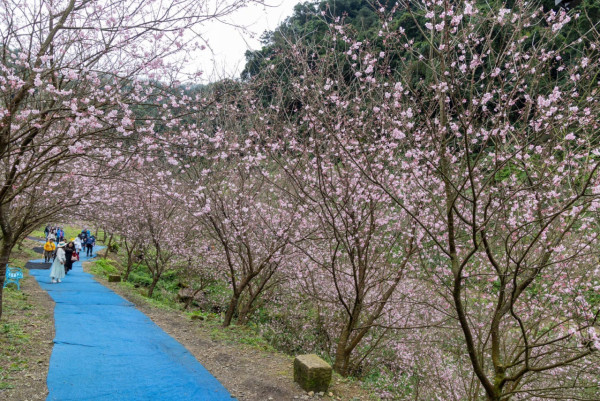 台灣櫻花2024|盤點全台20大櫻花景點、花期資訊 睇勻八重櫻/吉野櫻/河津櫻/緋寒櫻