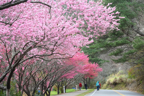 台灣櫻花2024|盤點全台20大櫻花景點、花期資訊 睇勻八重櫻/吉野櫻/河津櫻/緋寒櫻