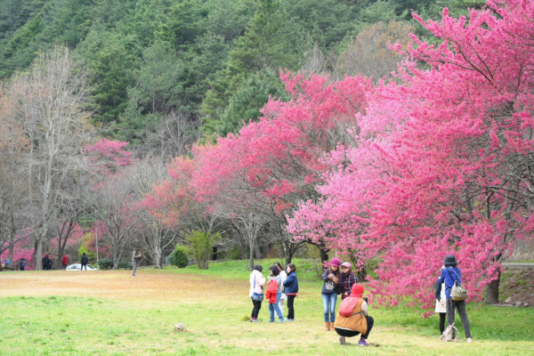 台灣櫻花2024|盤點全台20大櫻花景點、花期資訊 睇勻八重櫻/吉野櫻/河津櫻/緋寒櫻