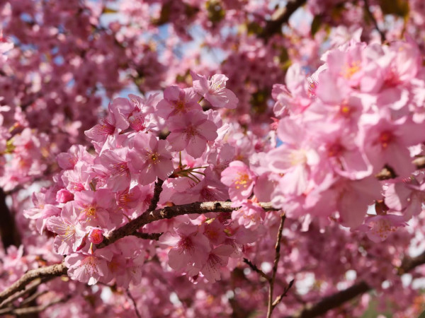 台灣櫻花2024|盤點全台20大櫻花景點、花期資訊 睇勻八重櫻/吉野櫻/河津櫻/緋寒櫻