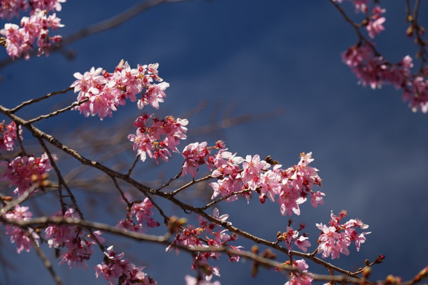 台灣櫻花2024|盤點全台20大櫻花景點、花期資訊 睇勻八重櫻/吉野櫻/河津櫻/緋寒櫻