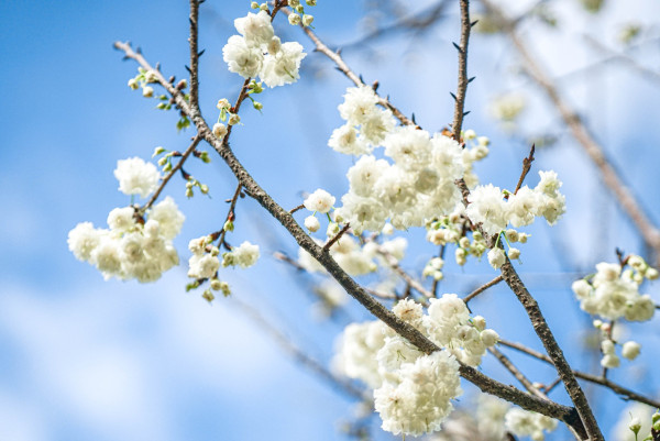 台灣櫻花2024|盤點全台20大櫻花景點、花期資訊 睇勻八重櫻/吉野櫻/河津櫻/緋寒櫻