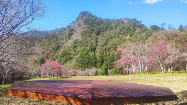 台灣櫻花2024|盤點全台20大櫻花景點、花期資訊 睇勻八重櫻/吉野櫻/河津櫻/緋寒櫻