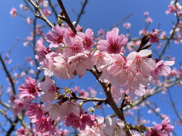 台灣櫻花2024|盤點全台20大櫻花景點、花期資訊 睇勻八重櫻/吉野櫻/河津櫻/緋寒櫻