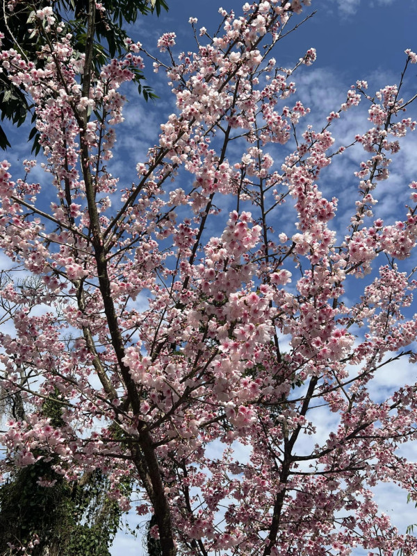 台灣櫻花2024|盤點全台20大櫻花景點、花期資訊 睇勻八重櫻/吉野櫻/河津櫻/緋寒櫻