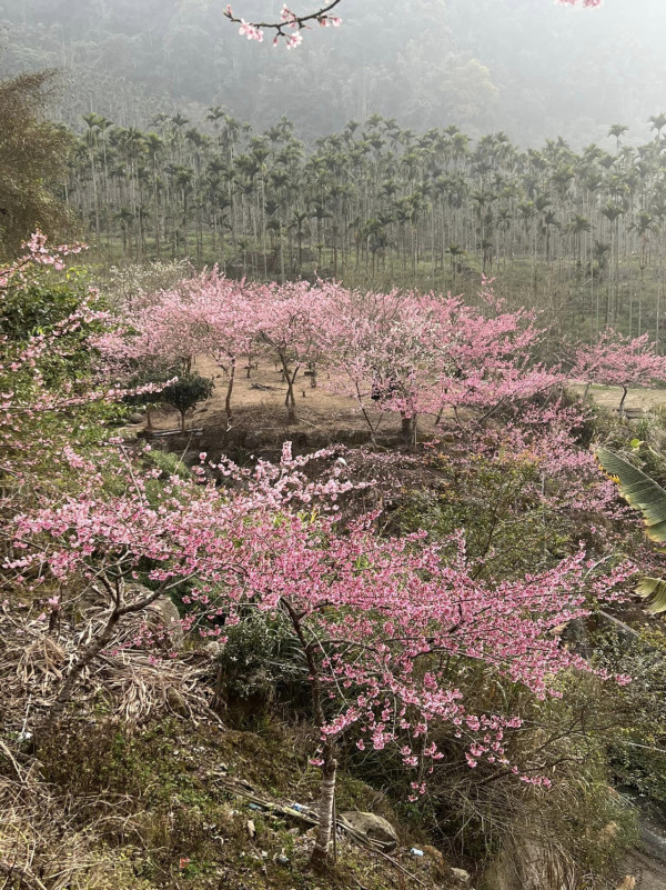 台灣櫻花2024|盤點全台20大櫻花景點、花期資訊 睇勻八重櫻/吉野櫻/河津櫻/緋寒櫻