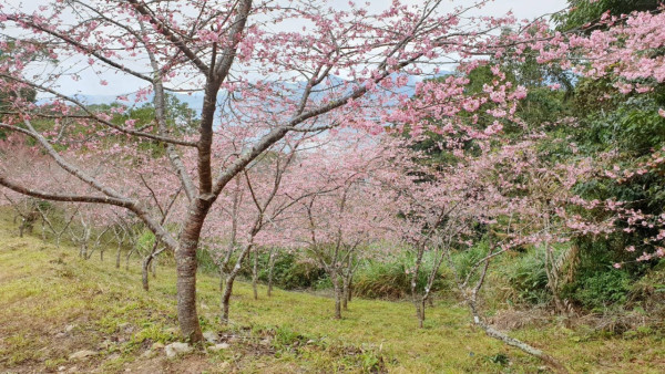 台灣櫻花2024|盤點全台20大櫻花景點、花期資訊 睇勻八重櫻/吉野櫻/河津櫻/緋寒櫻