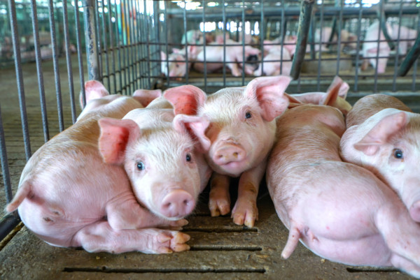 食物安全｜香港本地豬獸藥殘餘物超法例標準14倍！政府：會加強抽驗