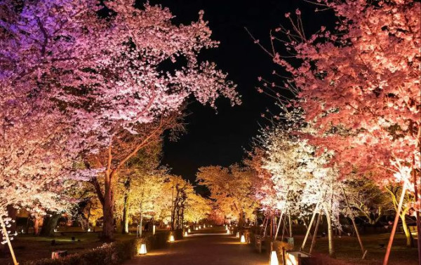 京都NAKED櫻花祭2024