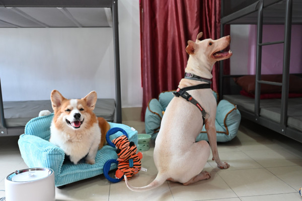 大美督青年旅舍推出帶狗狗宿營計劃　最多帶3隻狗！附寵物床／水盤／狗繩