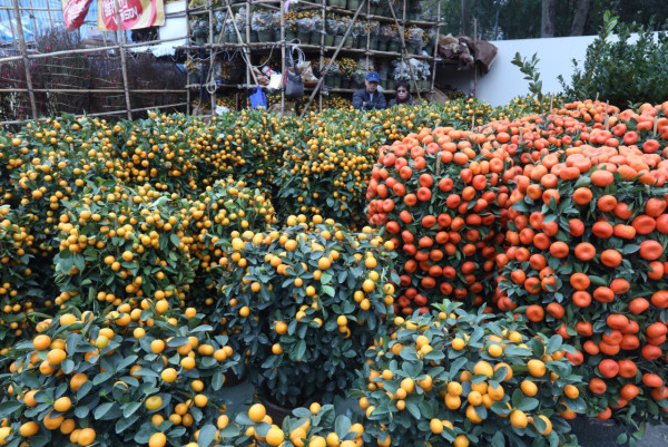 農曆年過後   年花、利是封、盆菜兜點樣環保地處理？回收地點一文睇晒