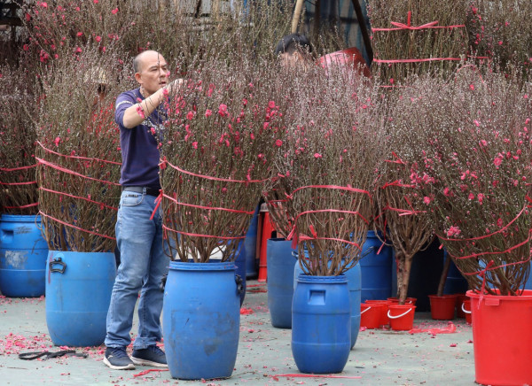 農曆年過後   年花、利是封、盆菜兜點樣環保地處理？回收地點一文睇晒