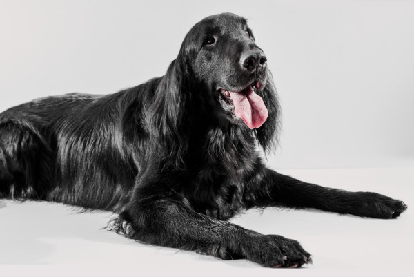 美研：某一類狗隻更易患癌症　揭曉高風險品種+導致成因