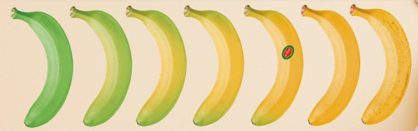 香蕉營養｜香蕉熟度分7級　青蕉未熟可以吃？斑點香蕉真助抗癌？