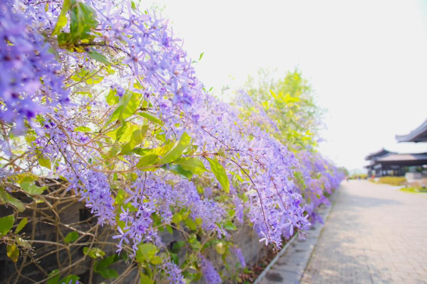 紫藤花、藍花藤（3-4月）