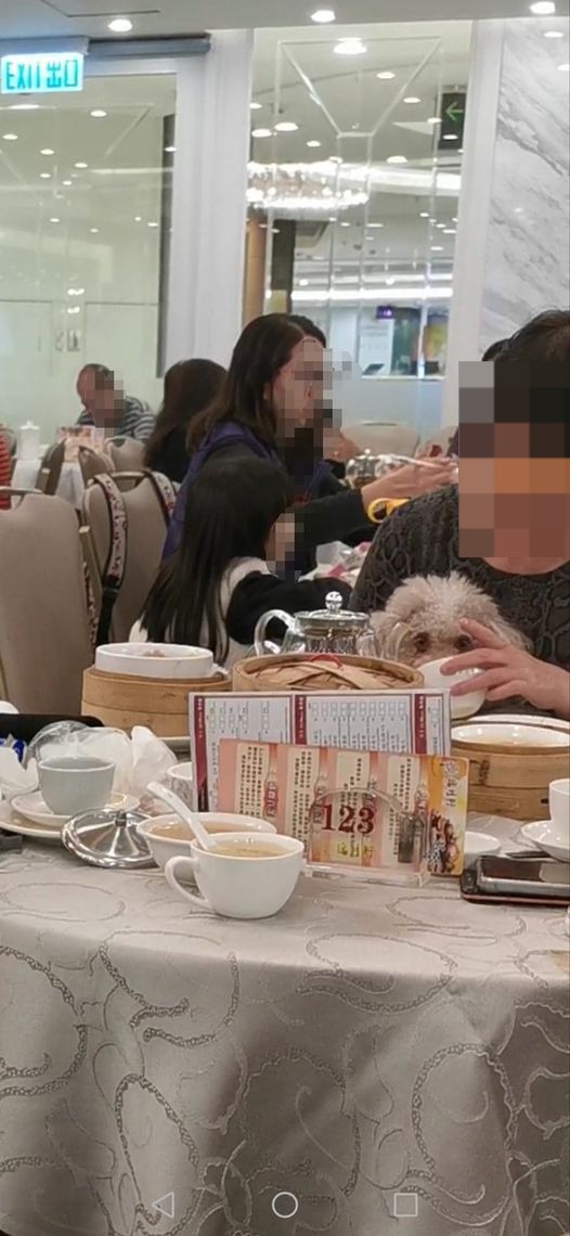 荃灣酒樓用公家茶杯餵小狗飲水 食客投訴員工懶理反被兇返轉頭