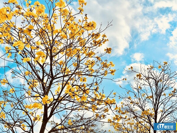 黃鐘木（黃花風鈴木）（2-3月）