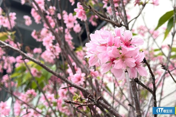 櫻花（2-3月）