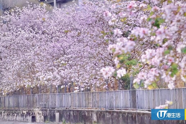 宮粉羊蹄甲（3月）