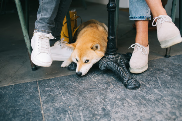 狗入食肆｜議員倡放寬狗隻入餐廳 政府需1年檢討舊法規近30年不變  寵物乘公共交通又是否放寬？