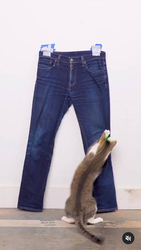 爛牛仔褲免費改造！美國藝術家靠貓咪製作潮物爛牛