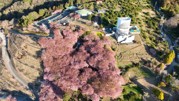 西平畑公園2024櫻花祭開始！河津櫻/富士山/油菜花景玩滑梯 