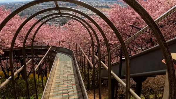 西平畑公園2024櫻花祭開始！河津櫻/富士山/油菜花景玩滑梯 