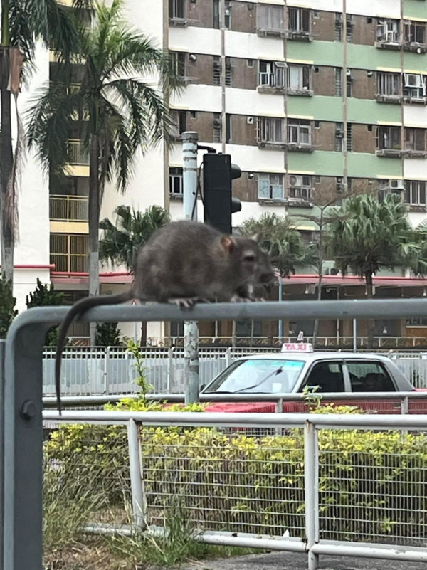 沙田驚現巨型老鼠肥到變樣 高調企行人欄杆：成隻龍貓咁
