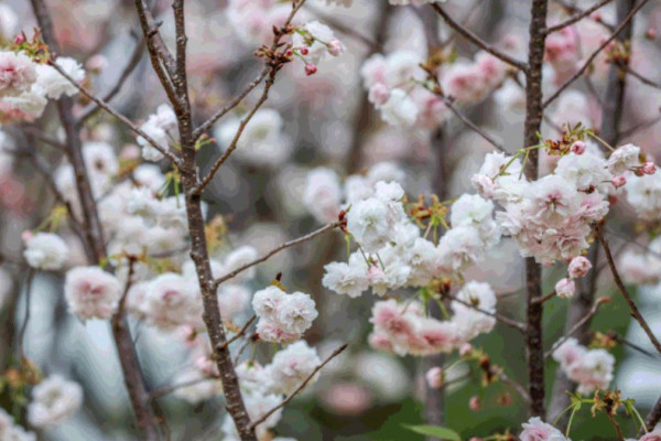 【深圳櫻花賞櫻攻略】免費櫻花海6秘境附交通地鐵到！鹽田登山花徑、坪山萬株櫻花谷 