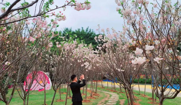 深圳櫻花｜深圳觀瀾湖櫻花節2024開鑼！1200棵櫻花樹下打卡/夢幻桃花+金魚草花海 