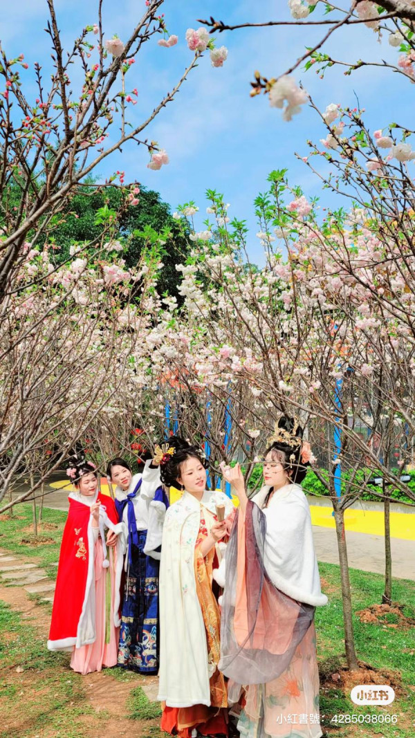 深圳櫻花｜深圳觀瀾湖櫻花節2024開鑼！1200棵櫻花樹下打卡/夢幻桃花+金魚草花海 