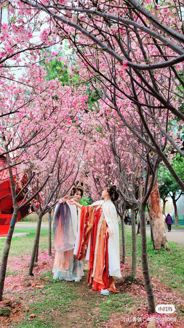 深圳櫻花｜深圳觀瀾湖櫻花節2024開鑼！1200棵櫻花樹下打卡/夢幻桃花+金魚草花海 