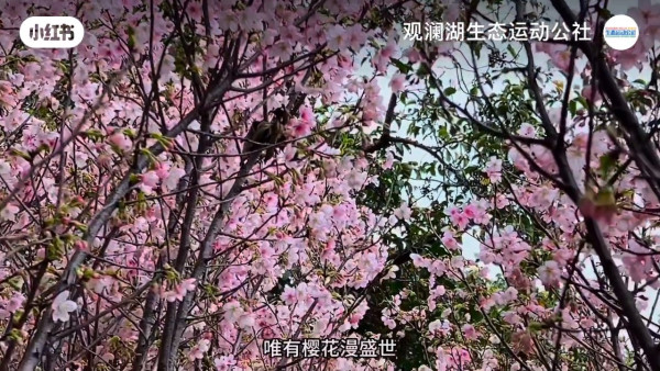深圳櫻花｜深圳觀瀾湖櫻花節2024開鑼！1200棵櫻花樹下打卡/夢幻桃花+金魚草花海 