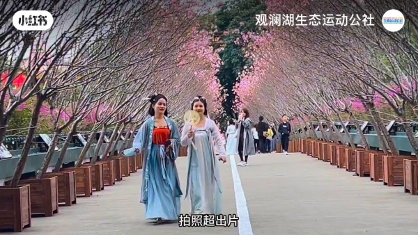 深圳櫻花｜深圳觀瀾湖櫻花節2024開鑼！1200棵櫻花樹下打卡/夢幻桃花+金魚草花海 