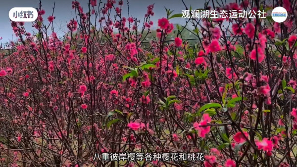 深圳櫻花｜深圳觀瀾湖櫻花節2024開鑼！1200棵櫻花樹下打卡/夢幻桃花+金魚草花海 
